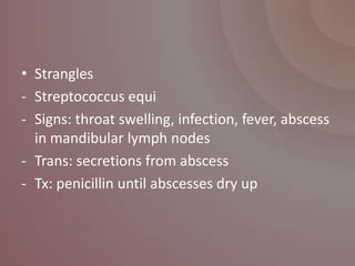 • Strangles
- Streptococcus equi
- Signs: throat swelling, infection, fever, abscess
  in mandibular lymph nodes
- Trans: secretions from abscess
- Tx: penicillin until abscesses dry up
 