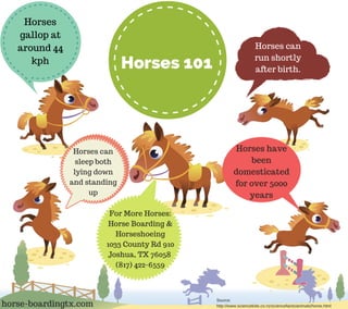 Horses 101