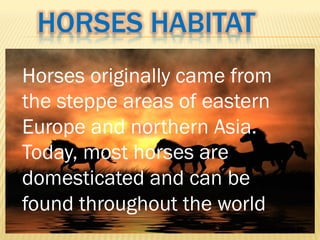 HORSES HABITAT
Horses originally came from
the steppe areas of eastern
Europe and northern Asia.
Today, most horses are
domesticated and can be
found throughout the world
 
