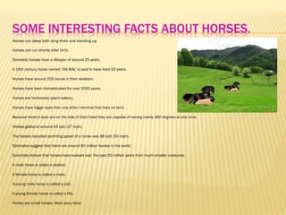 SOME INTERESTING FACTS ABOUT HORSES.
Horses can sleep both lying down and standing up.
Horses can run shortly after birth.
Domestic horses have a lifespan of around 25 years.
A 19th century horse named ‘Old Billy’ is said to have lived 62 years.
Horses have around 205 bones in their skeleton.
Horses have been domesticated for over 5000 years.
Horses are herbivores (plant eaters).
Horses have bigger eyes than any other mammal that lives on land.
Because horse’s eyes are on the side of their head they are capable of seeing nearly 360 degrees at one time.
Horses gallop at around 44 kph (27 mph).
The fastest recorded sprinting speed of a horse was 88 kph (55 mph).
Estimates suggest that there are around 60 million horses in the world.
Scientists believe that horses have evolved over the past 50 million years from much smaller creatures.
A male horse is called a stallion.
A female horse is called a mare.
A young male horse is called a colt.
A young female horse is called a filly.
Ponies are small horses. More pony facts
 