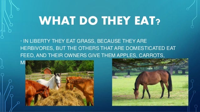 horses horses
