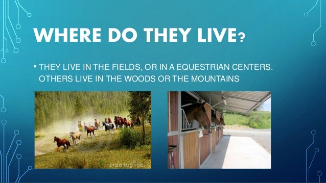horses where do horse flies live