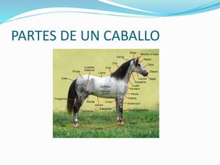 PARTES DE UN CABALLO
 