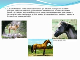  3. El caballo de Asia central. Las razas modernas que más se le asemejan son el caballo
portugués Soraya, de color arcilla, y con una forma más esterilizada, el Akhal- Teké de Asia
Central y el Karabakh, ambos castaño-dorados. Siendo los antecesores de las razas niseana y
bactriana, las cuales contribuyeron un 59%, a través de los caballos turco, bactriano y andaluz, a
la creación del pura sangre inglés.
 