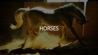 HORSES
 