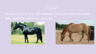 Color!
Horses come in over 100 different colors but here are a few
Bay, chestnut, palomino, and red.
 
