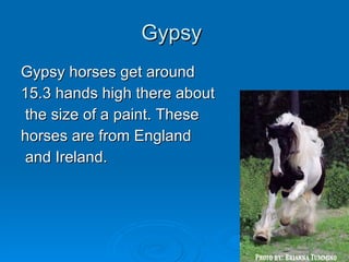 Gypsy  Gypsy horses get around  15.3 hands high there about the size of a paint. These  horses are from England and Ireland.  