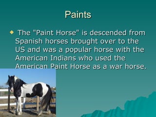 Paints The "Paint Horse" is descended from Spanish horses brought over to the US and was a popular horse with the American Indians who used the American Paint Horse as a war horse.  