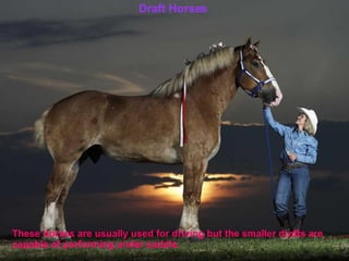 Draft Horses Draft Horses These horses are usually used for driving but the smaller drafts are capable of performing under saddle. 