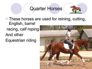 Quarter Horses These horses are used for reining, cutting, English, barrel racing, calf roping And other  Equestrian riding  