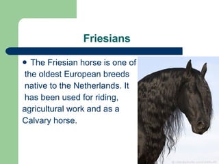 Friesians  The Friesian horse is one of the oldest European breeds native to the Netherlands. It has been used for riding,  agricultural work and as a  Calvary horse.  