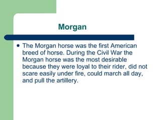 Morgan The Morgan horse was the first American breed of horse. During the Civil War the Morgan horse was the most desirable because they were loyal to their rider, did not scare easily under fire, could march all day, and pull the artillery.  