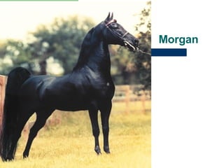 Morgan 