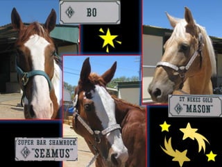 Horse ShowsHorses4Heroes hosts the annual Red White and Blue Jeans Walk-Trot SpectacularThese horse shows benefit the community, Horses4Heroes, and our members. 