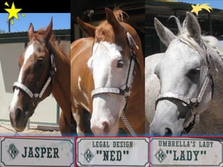 HorsePower!Meet the stars of Horses4heroes!