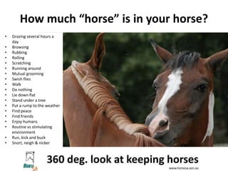Horse SA_A 360 degree look at horse care