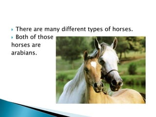 There are many different types of horses.Both of those horses are arabians. 