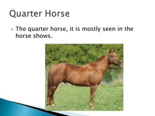 The quarter horse, it is mostly seen in the horse shows.Quarter Horse