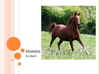 Horses  By Madiii 