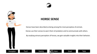 Vision
Hearing
Touch
Perception Smell Taste
Horses have been described as being among the most perceptive of animals.
By studying sensory perception of horses, we gain valuable insights into their behavior.
Horses use their senses to warn them of predators and to communicate with others.
HORSE SENSE
BRENDA
 