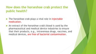 How does the horseshoe crab protect the
public health?
 The horseshoe crab plays a vital role in injectable
medication.
 An extract of the horseshoe crab's blood is used by the
pharmaceutical and medical device industries to ensure
that their products, e.g., intravenous drugs, vaccines, and
medical devices, are free of bacterial contamination.
 