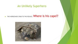 An Unlikely Superhero
 THE HORSESHOE CRAB TO THE RESUCE. Where is his cape??
 