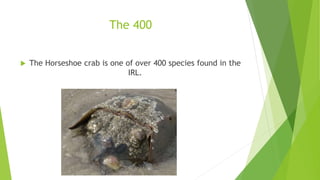 The 400
 The Horseshoe crab is one of over 400 species found in the
IRL.
 
