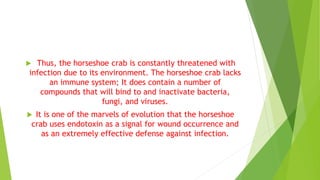  Thus, the horseshoe crab is constantly threatened with
infection due to its environment. The horseshoe crab lacks
an immune system; It does contain a number of
compounds that will bind to and inactivate bacteria,
fungi, and viruses.
 It is one of the marvels of evolution that the horseshoe
crab uses endotoxin as a signal for wound occurrence and
as an extremely effective defense against infection.
 