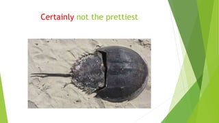 Certainly not the prettiest
 