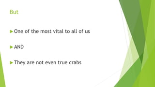 But
 One of the most vital to all of us
 AND
 They are not even true crabs
 