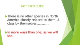 NOT EVEN CLOSE
There is no other species in North
America closely related to them. A
class by themselves…………..
In more ways than one, as we will
see.
 