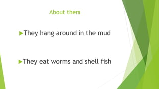 About them
They hang around in the mud
They eat worms and shell fish
 
