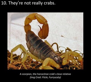 10. They’re not really crabs.




         A scorpion, the horseshoe crab’s close relative
                  (Img Cred: Flickr, Furryscaly)
 
