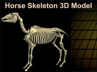 Horse Skeleton 3D Model
 
