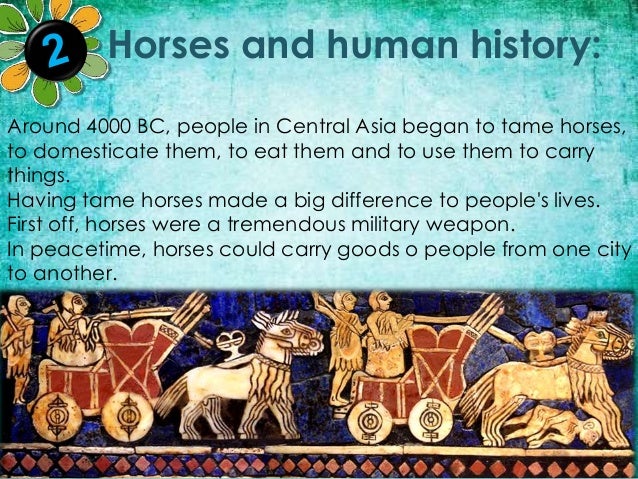 Horses School Project