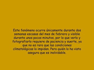 Este   fenómeno ocurre únicamente durante dos semanas escasas del mes de febrero y visible durante unos pocos minutos, por lo que verlo y fotografiarlo requiere de paciencia y suerte, ya que no es raro que las condiciones climatológicas lo impidan. Pero quién lo ha visto asegura que es inolvidable. 