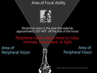 Peripheral vision is the area that extends
approximately 120-140º off the side of the horse
Peripheral vision reacts more ...