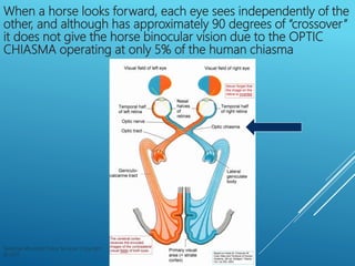 When a horse looks forward, each eye sees independently of the
other, and although has approximately 90 degrees of “crosso...