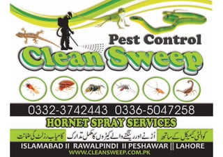Hornet Hive removal Rawalpindi
