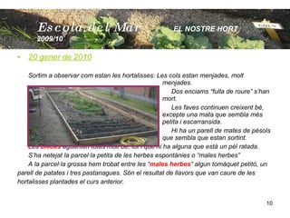 20 gener de 2010 Sortim a observar com estan les hortalisses: Les cols estan menjades, molt  menjades.   Dos enciams “fulla de roure” s’han  mort.   Les faves continuen creixent bé,  excepte una mata que sembla més  petita i escarransida.   Hi ha un parell de mates de pèsols  que sembla que estan sortint. Les  bledes  aguanten totes molt bé, tot i que hi ha alguna que està un pèl ratada. S’ha netejat la parcel·la petita de les herbes espontànies o “males herbes” A la parcel·la grossa hem trobat entre les “ males herbes ” algun tomàquet petitó, un  parell de patates i tres pastanagues. Són el resultat de llavors que van caure de les  hortalisses plantades el curs anterior. Escola  del Mar   EL NOSTRE HORT  2009/10 