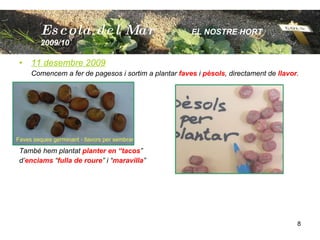 11 desembre 2009 Comencem a fer de pagesos i sortim a plantar  faves  i  pèsols , directament de  llavor .  També hem plantat  planter en “tacos ”  d’ enciams  “ fulla de roure ” i “ maravilla ” Escola  del Mar   EL NOSTRE HORT  2009/10 