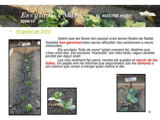 10 gener de 2010 Veiem que les faves han passat unes bones festes de Nadal.  Gairebé  han germinat  totes sense dificultat i les comencem a veure crescudes.  Els enciams “fulla de roure” estan creixent bé, llàstima que s’han mort dos. Els enciams “maravilla” són més lents i algun sembla picotat per algun ocell. Les cols realment fan pena, només els queden el  nervis de les fulles.  Un pagès ens ha informat que segurament són les  tórtores  o els coloms que venen a menjar quan trenca el dia.  FAVERES   Escola  del Mar   EL NOSTRE HORT  2009/10 