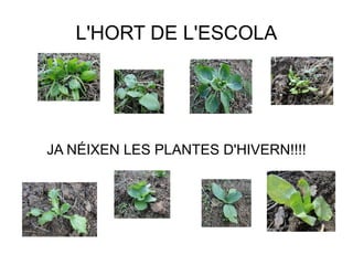 L'HORT DE L'ESCOLA JA NÉIXEN LES PLANTES D'HIVERN!!!! 