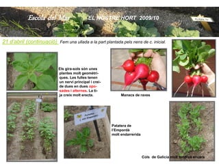 Escola del Mar                    EL NOSTRE HORT 2009/10



21 d’abril (continuació)   Fem una ullada a la part plantada pels nens de c. inicial.




                           Els gira-sols són unes
                           plantes molt geomètri-
                           ques. Les fulles tenen
                           un nervi principal i crei-
                           de dues en dues opo-
                           sades i alternes. La ti-
                           ja creix molt erecta.             Manacs de raves




                                                        Patatera de
                                                        l’Empordà
                                                        molt endarrerida




                                                                                                           36
                                                                           Cols de Galicia molt tendres encara
 