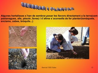 Algunes hortalisses s´han de sembrar,posar les llavors directament a la terra(com  pastanagues, alls, pèsols ,faves) i d´altres s´aconsella de fer planter(tomàquets, enciams, cebes, bròquils...)  SEMBRAR I PLANTAR 