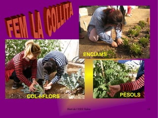 COL-I-FLORS ENCIAMS PÈSOLS FEM  LA  COLLITA 