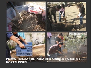 POSEM TRINXAT DE PODA ALS ARBRES I ADOB A LES  HORTALISSES 
