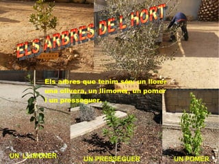 Els arbres que tenim són: un llorer una olivera, un llimoner, un pomer  i un presseguer. UN  LLIMONER UN PRESSEGUER UN POMER ELS ARBRES DE L´HORT 