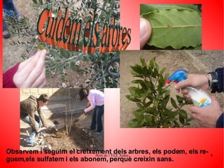Observem i seguim el creixement dels arbres, els podem, els re- guem,els sulfatem i els abonem, perquè creixin sans. Cuidem els arbres 