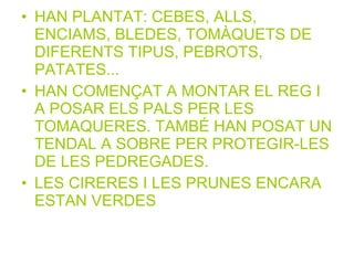 • HAN PLANTAT: CEBES, ALLS,
ENCIAMS, BLEDES, TOMÀQUETS DE
DIFERENTS TIPUS, PEBROTS,
PATATES...
• HAN COMENÇAT A MONTAR EL REG I
A POSAR ELS PALS PER LES
TOMAQUERES. TAMBÉ HAN POSAT UN
TENDAL A SOBRE PER PROTEGIR-LES
DE LES PEDREGADES.
• LES CIRERES I LES PRUNES ENCARA
ESTAN VERDES
 